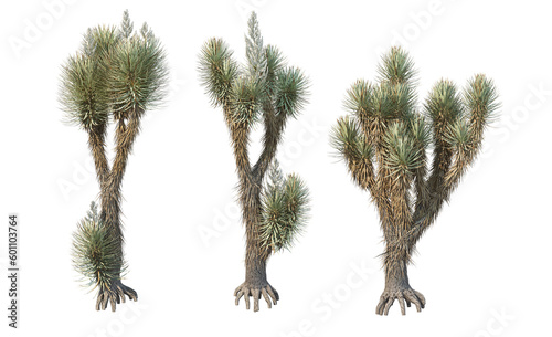 Many kinds of cacti on transparent background photo