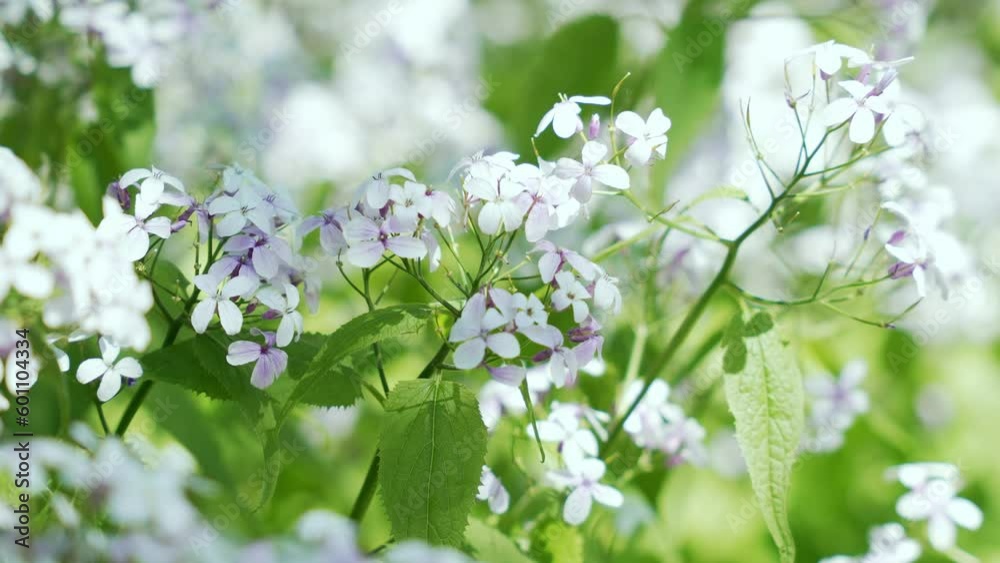 Close-up of white flowers blooming. Branch with white flowers spring garden. Close shot Close-up of white flowers blooming. Branch with white flowers spring garden. Close shot