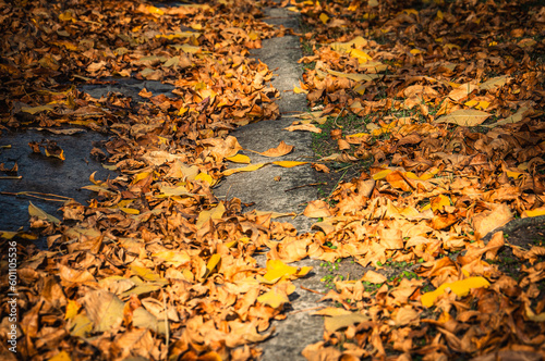 Yellow and brown leaves on the street in autumn
