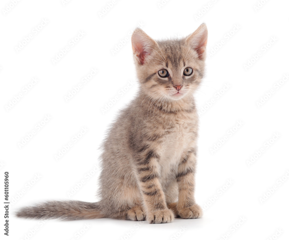 Small gray kitten. Small gray kitten.