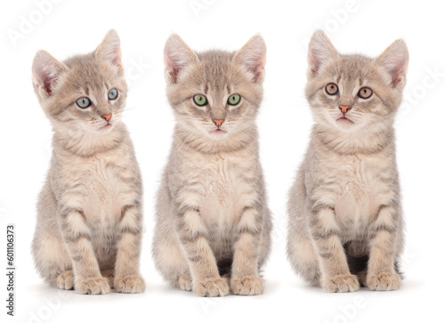 Three baby kittens.