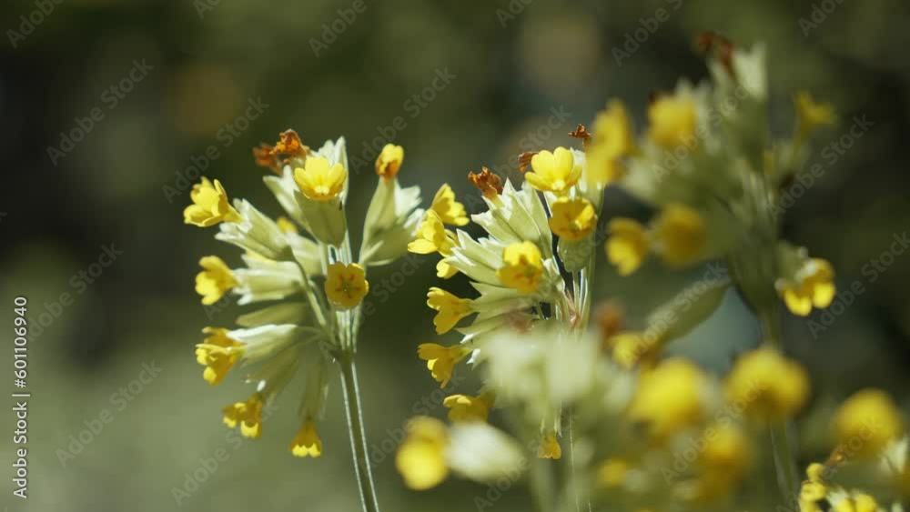 Beautiful closeup yellow flower in garden
Beautiful closeup yellow flower in garden