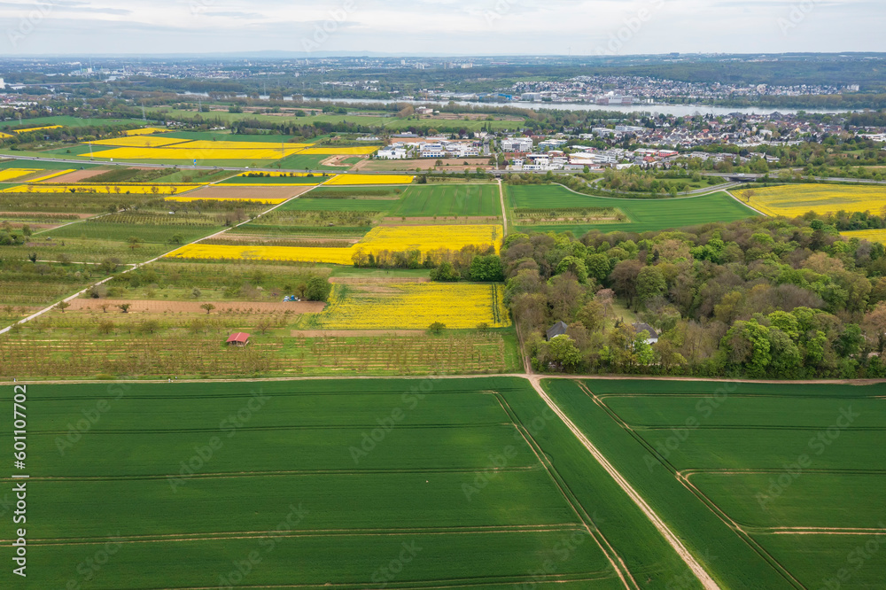 Aerial view of flowering rapeseed fields in the Rheingau near Frauenstein - Germany near Wiesbaden