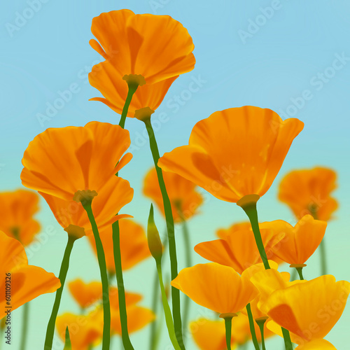 California poppy flowers against sky