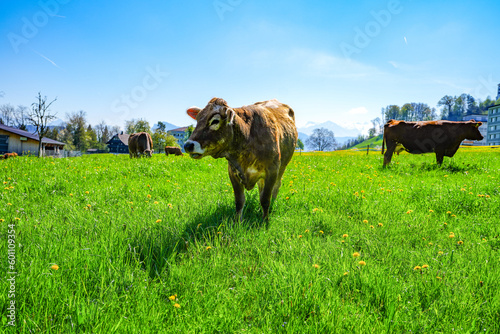 Cows, Cow Farm, Switzerland