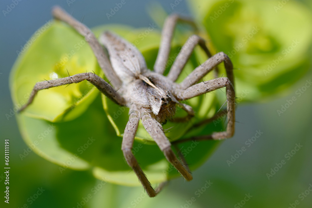Nursery web spider (Pisaura mirabilis) Nursery web spider (Pisaura mirabilis)