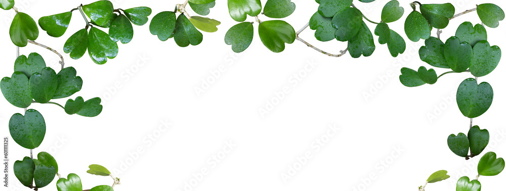 Sweetheart Hoya leaves or Valentine Hoya, Hoya kerrii. Fresh green heart shaped leaf, ivy plant in frame. Isolated, transparent, white background, copy space, clipping path, PNG file.