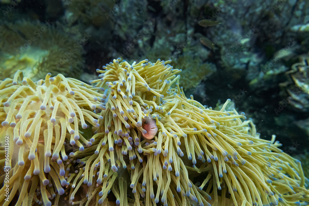 Pink Anemone Fish swim and stay at coral and sea anemone in deep blue sea underwater and colurful coral landscape with reef and blue water background Pink Anemone Fish swim and stay at coral and sea anemone in deep blue sea underwater and colurful coral landscape with reef and blue water background