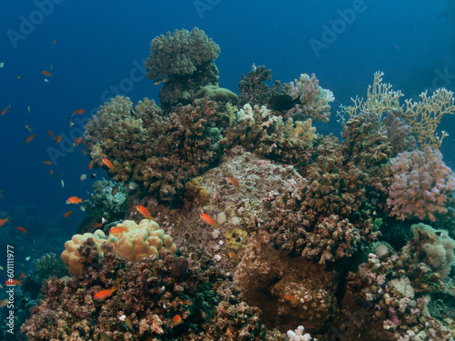 Colony of colorful soft corals and small exotic fishes at the bottom of the Red sea in Egypt, travel concept