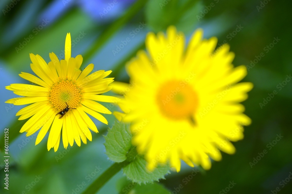 yellow dandelions on grass yellow dandelions on grass