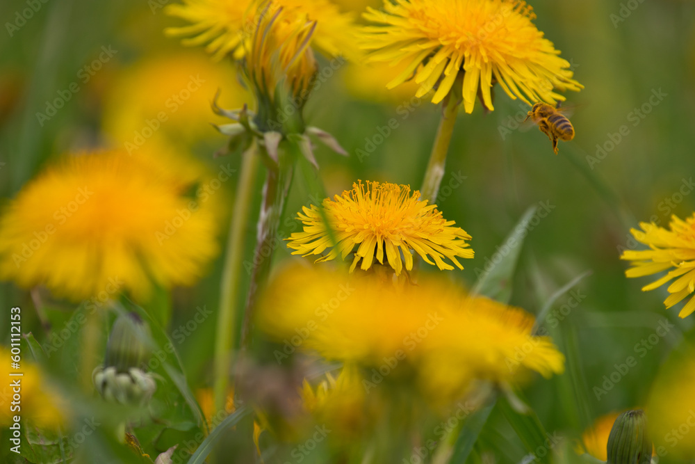 Bee flight to next dandelion Bee flight to next dandelion
