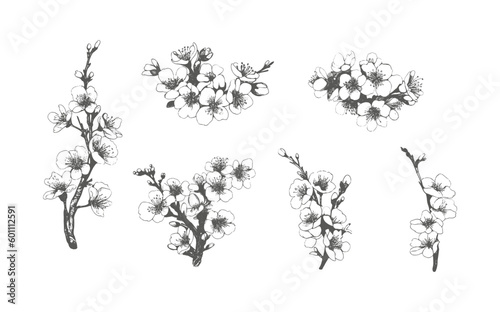Modern minimalist hand drawn line ink style.Sketch drawing of sakura flowers and leaves.Illustration of cherry blossoms on white background.