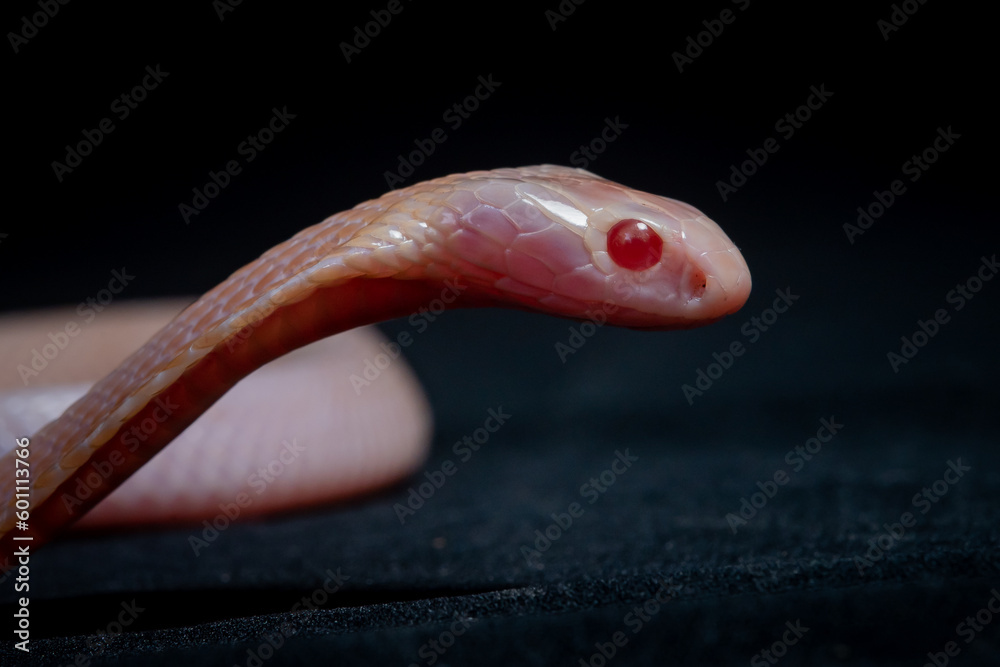 Fototapeta premium A baby albino javan spitting cobra naja sputatrix spreading its hood on a solid black background 