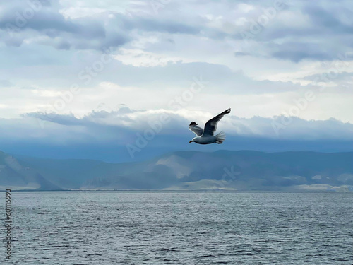Seagull flying in the sky over Lake Baikal