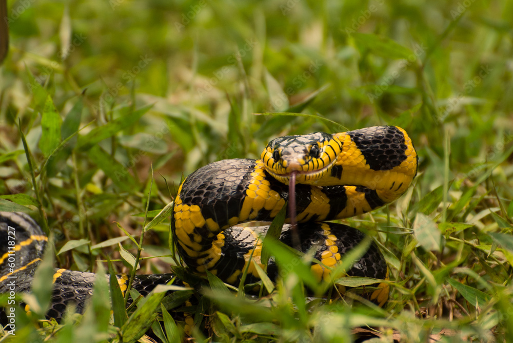 Snake in grass. The banded krait, Bungarus fasciatus is a species of elapid snake, is venomous and its bite may be deadly to humans, it is shy, primarily nocturnal, and not particularly aggressive Snake in grass. The banded krait, Bungarus fasciatus is a species of elapid snake, is venomous and its bite may be deadly to humans, it is shy, primarily nocturnal, and not particularly aggressive