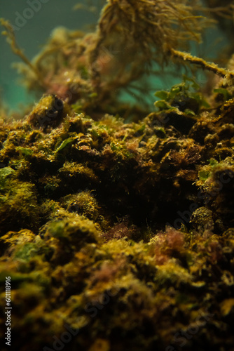 Stone covered with algae look like corals. The bottom of the sea bay. Underwater world in macro. Fishing harbor. The kingdom of Poseidon. Small seaweed. Rusty steel bars under water.