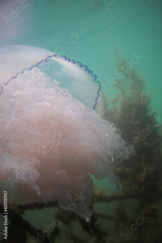 Large tentacles of the rhizostoma pulmo jellyfish. A large jellyfish floats next to rusty metal rods. Fishing harbor. The kingdom of Poseidon. At the bottom there are many iron rods covered with algae