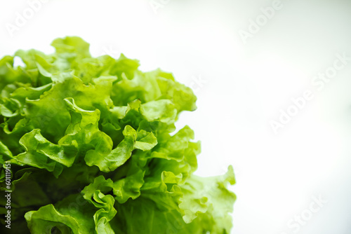 Lettuce salad leaves on white background. Green salad ingredients. Gourmet edible organic diet.