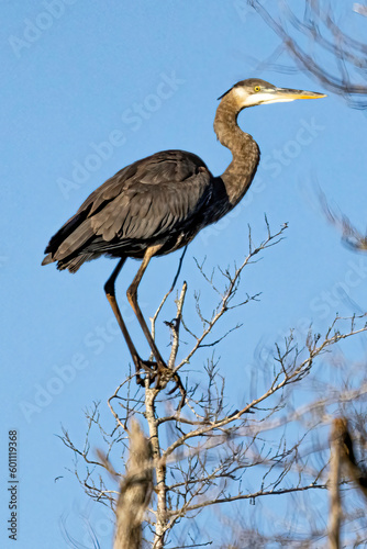 Great Blue heron in tree at sunrise
