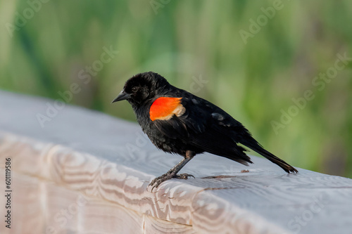 Red Wing blackbird on pier