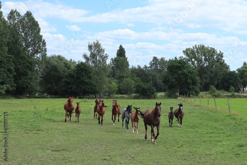 Horses in the prairie