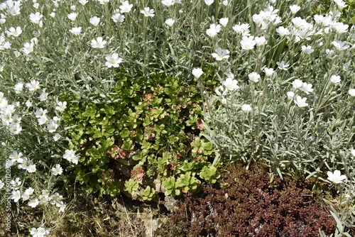 Beautiful flowering dwarf plants of sedum spurium, jaskolka and stonecrop.