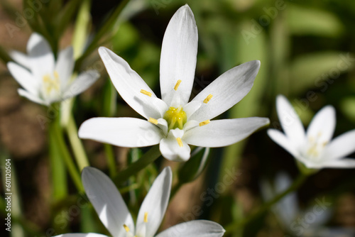 Close-up of a small white flower of ornithogalum umbellatum plant.