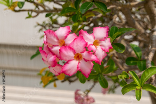 Adenium flower in bhuddist temple.