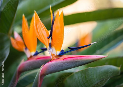 Exotic tropical flower Strelizia Reginae also named Bird of Paradise