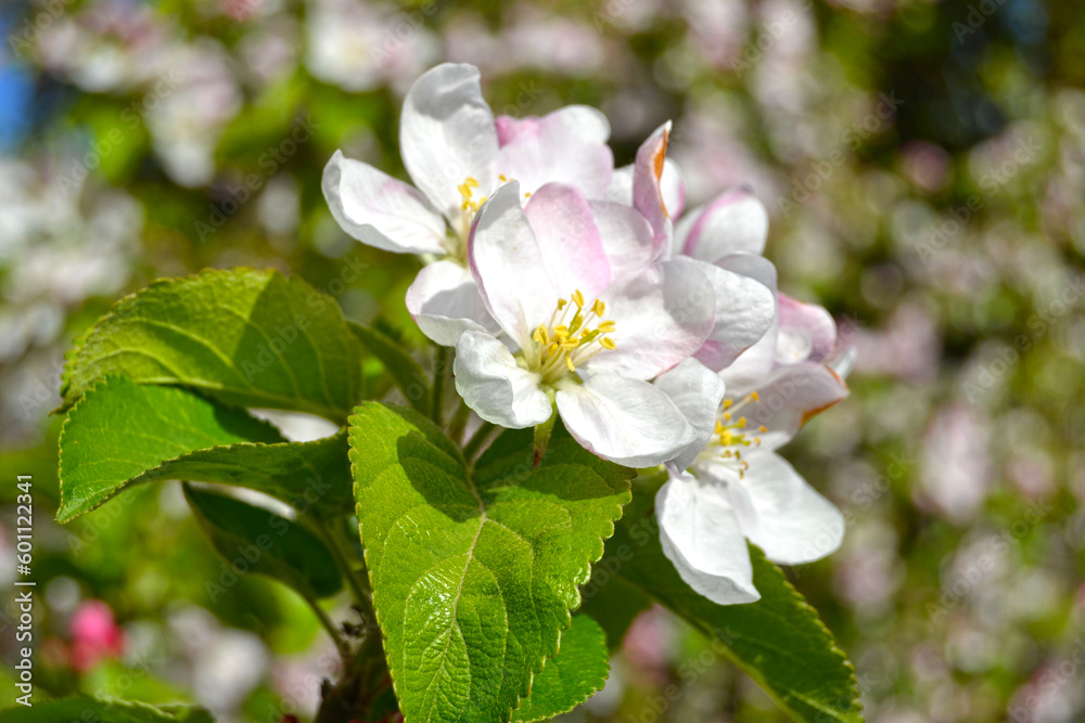 White and pink buds and blossoms of apple tree flowering in on orchard in spring. Branches full with flowers with open petals in sunlight. Seasonal floral spring scenery White and pink buds and blossoms of apple tree flowering in on orchard in spring. Branches full with flowers with open petals in sunlight. Seasonal floral spring scenery