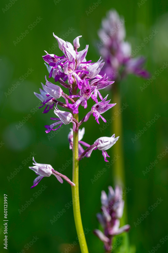 Helmknabenkraut (Orchis militaris) Helmknabenkraut (Orchis militaris)