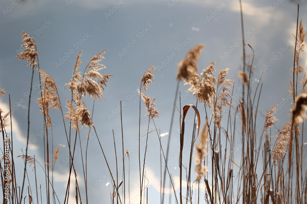 Źdźbła trawy z kroplami rosy w promieniach porannego słońca. Żółte nad wodą.  - obrazy, fototapety, plakaty 