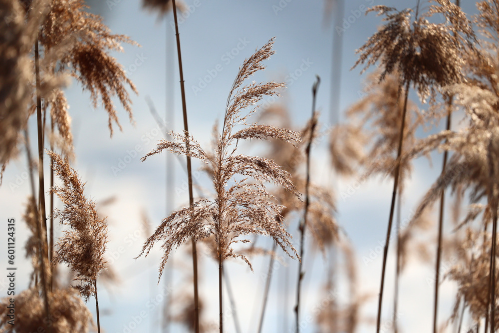 Obraz premium Źdźbła trawy z kroplami rosy w promieniach porannego słońca. Żółte nad wodą. 