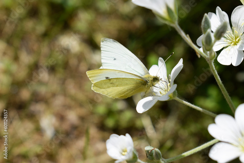 White butterfly 