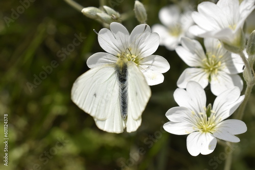 White butterfly 