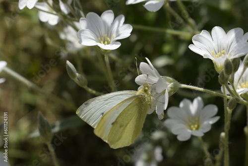 White butterfly 