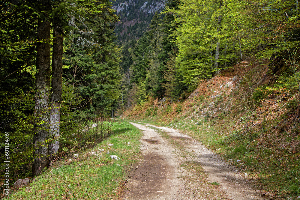 A path in forests of Vercors mountain range A path in forests of Vercors mountain range
