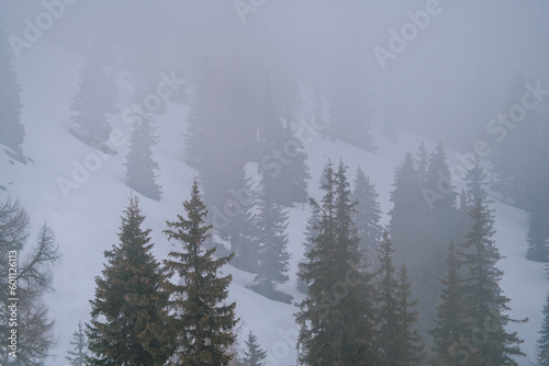 a misty spring morning on the mountains