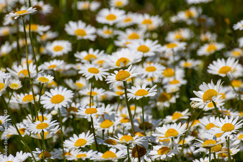 daisy spontaneous field blooms in the sassi di roccamalatina regional park photo