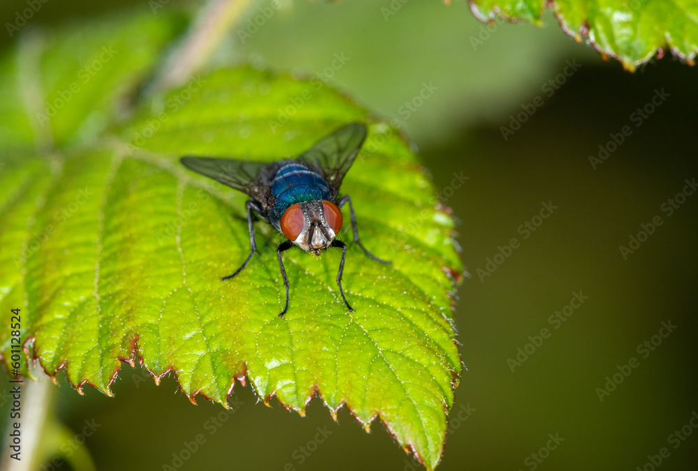 The common greenbottle, Lucilia Caesar. At rest on a leaf, front view showing red compound eyes The common greenbottle, Lucilia Caesar. At rest on a leaf, front view showing red compound eyes