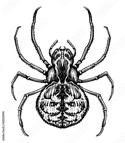 Fotografiet Spider sketch isolated. Top view. Hand drawn insect illustration