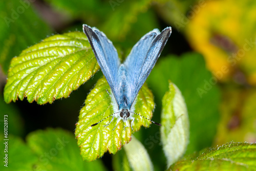 The Holly Blue butterfly (Celastrina argiolus), wings slightly apart, resting on bramble leaves.  Head on. photo