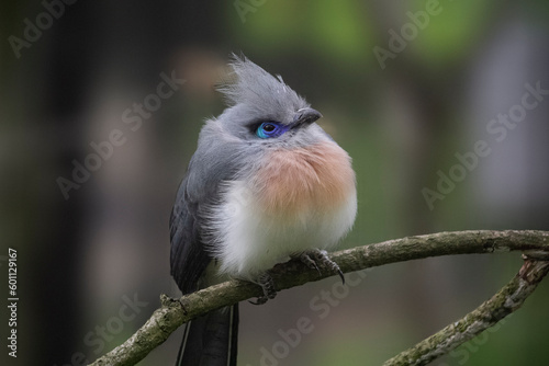 Close-up view of a Crested coua. The Coua cristata ist sitting on a branch. photo