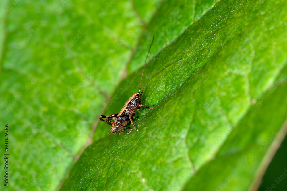 The nymph (Instar) of the dark bush cricket Pholidoptera griseoaptera walking round a leaf in Spring The nymph (Instar) of the dark bush cricket Pholidoptera griseoaptera walking round a leaf in Spring