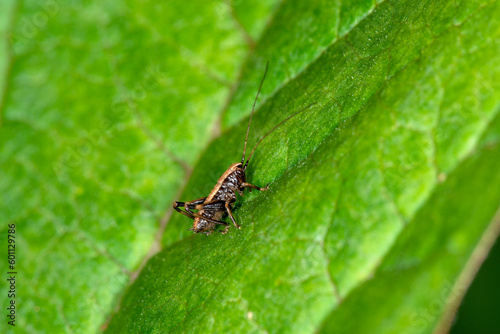 Fototapeta Naklejka Na Ścianę i Meble -  The nymph (Instar) of the dark bush cricket Pholidoptera griseoaptera walking round a leaf in Spring
