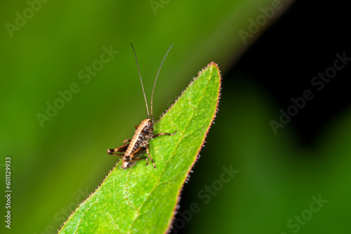 The nymph (Instar) of the dark bush cricket Pholidoptera griseoaptera walking round a leaf in Spring