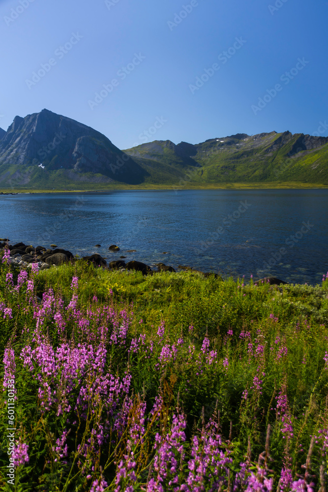 Lupine flowers on the shore of a fjord, in Northern Norway
