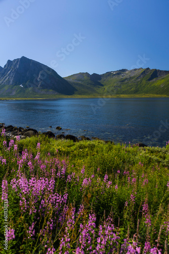 Lupine flowers on the shore of a fjord, in Northern Norway