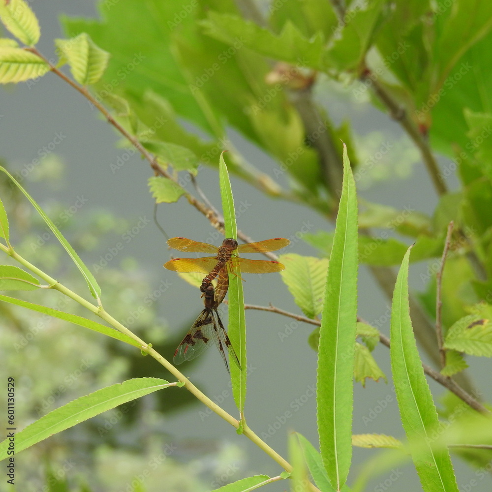 Eastern Amberwing, dragonflies, male and female perched on a thin leaf, over the wetland waters of a marsh in Cecil County, Maryland. Eastern Amberwing, dragonflies, male and female perched on a thin leaf, over the wetland waters of a marsh in Cecil County, Maryland.