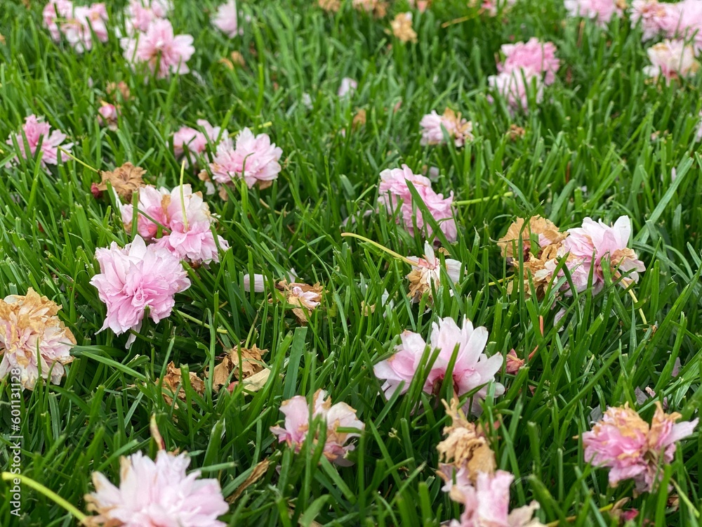 Obraz premium Pink Cherry Blossom Flowers On The Grass. Sakura Flowers On The Grass.